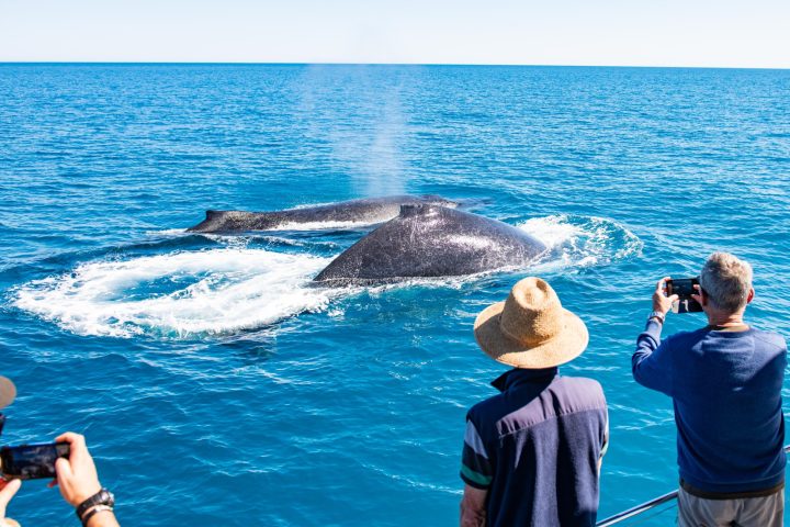 a group of people swimming in a body of water