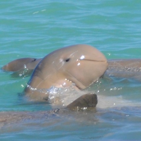 group of snubfin dolphins playing