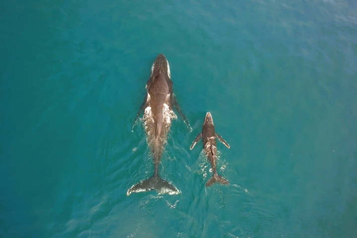 an animal swimming in the water