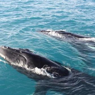 three whales breaching