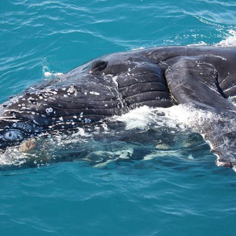 whale breaching on its side