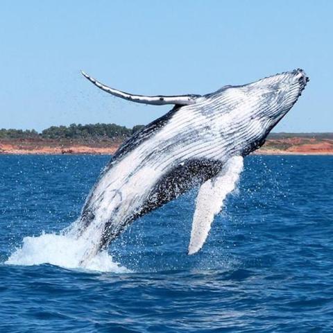 a whale jumping out of the water