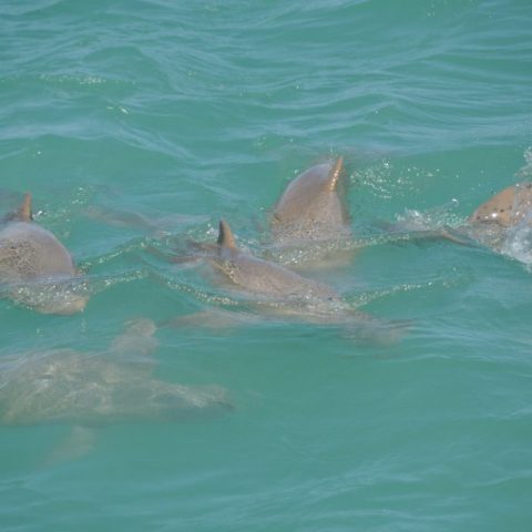 group of dolphins