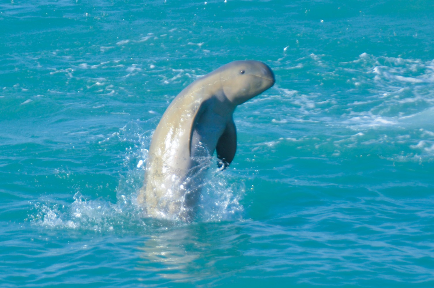 a polar bear swimming in a body of water