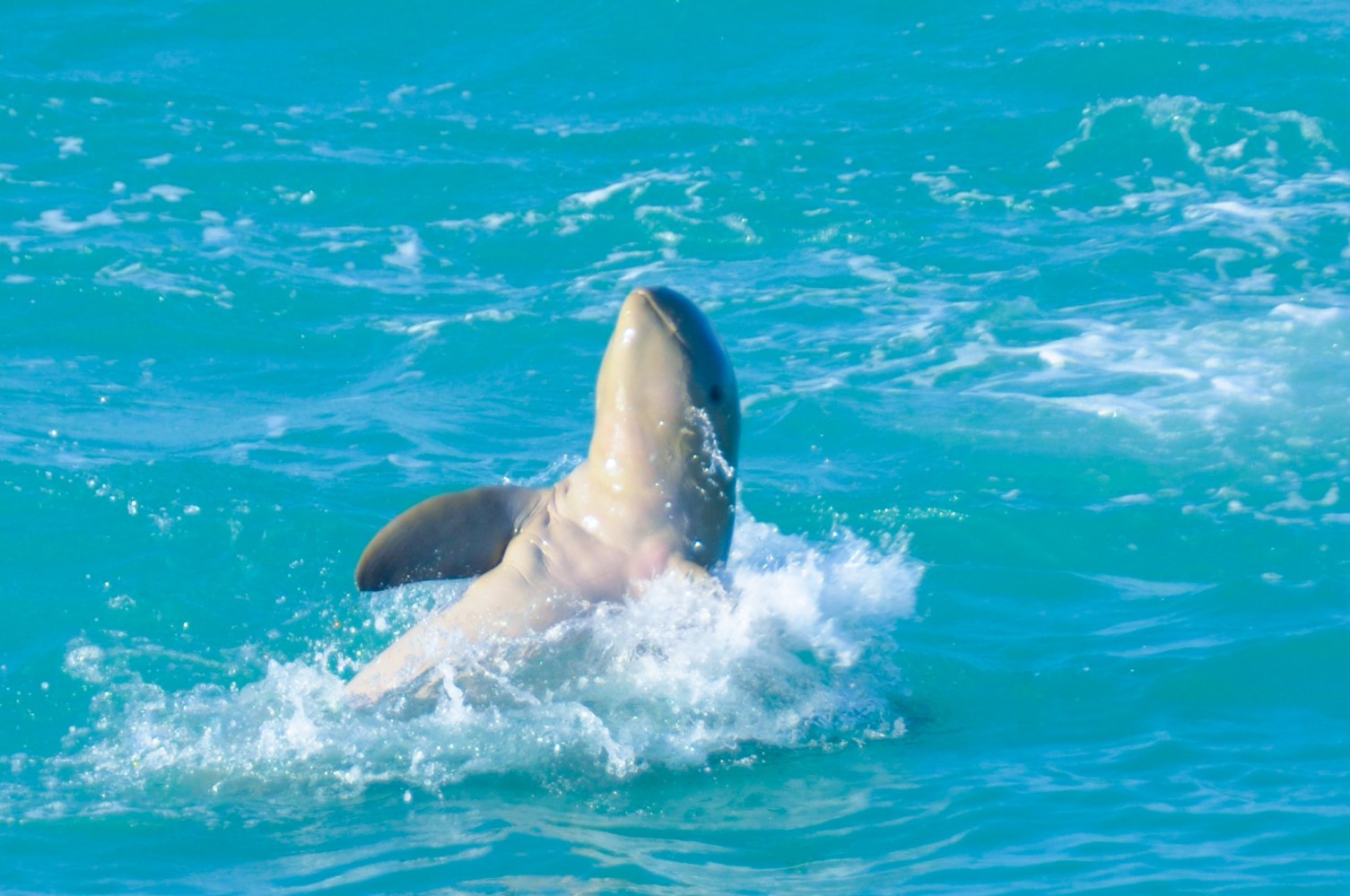 a person swimming in a body of water