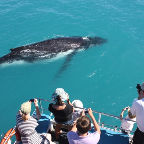 a group of people swimming in a body of water