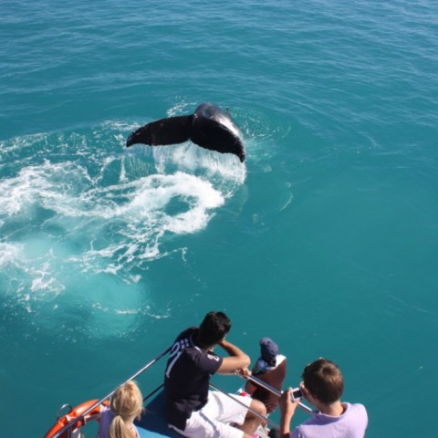 a group of people swimming in a body of water