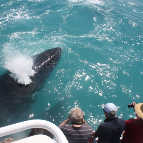 a person swimming in the water