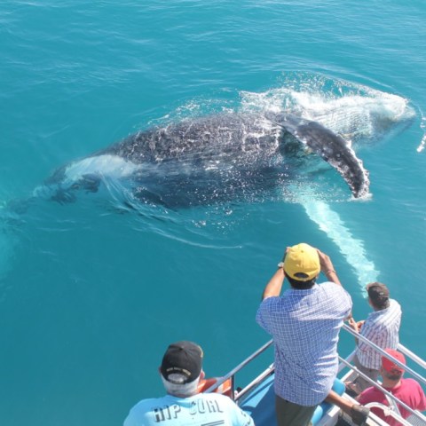 a group of people swimming in a body of water