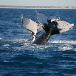 a whale jumping out of the water