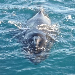 an animal swimming in the water