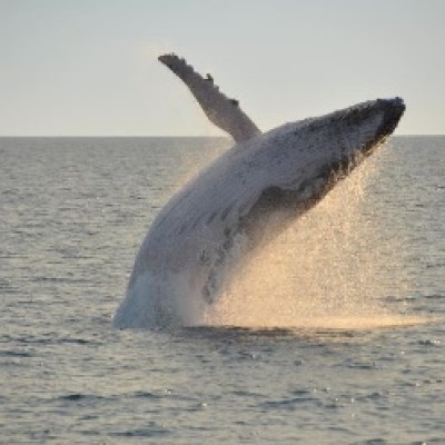 a whale jumping out of a body of water