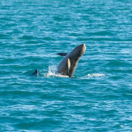 a person swimming in the ocean