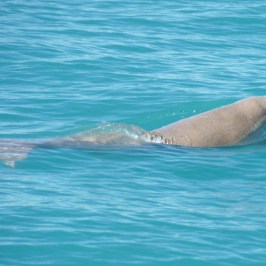 dugong