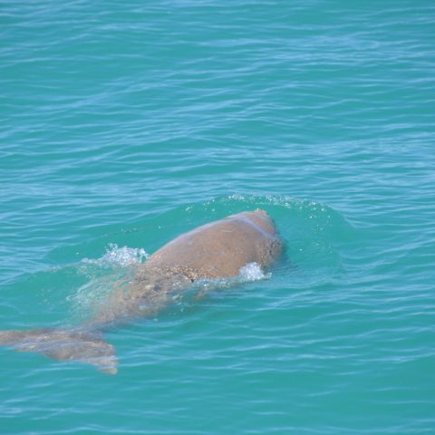 a dog swimming in a body of water