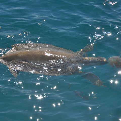 an animal swimming in the water