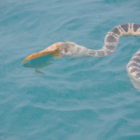a large body of water