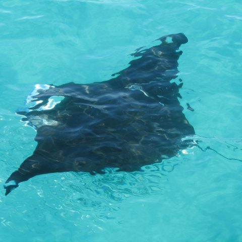 a fish swimming under water