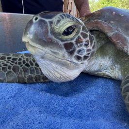 a turtle on a blanket